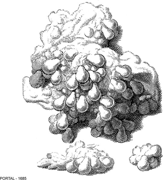 Vesicular Mole 1685